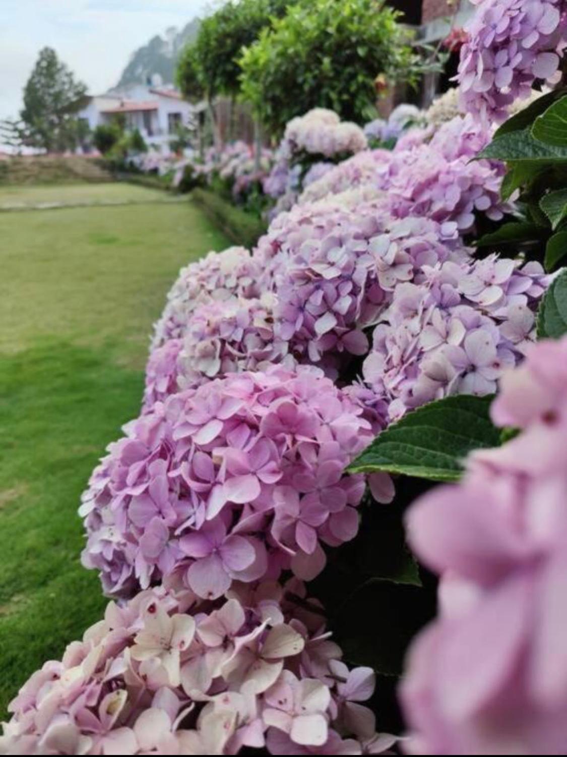 Kafal Tree Home Stay - Pet Friendly Bhowali Buitenkant foto