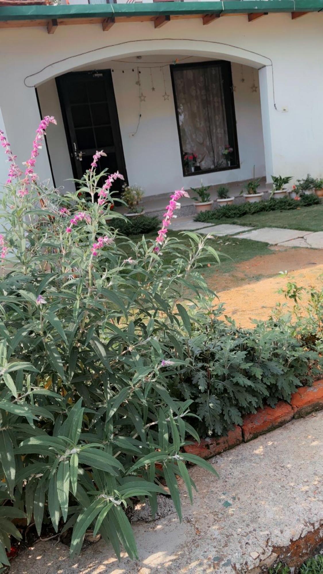 Kafal Tree Home Stay - Pet Friendly Bhowali Buitenkant foto