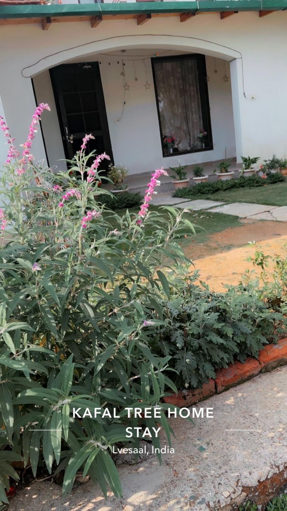 Kafal Tree Home Stay - Pet Friendly Bhowali Buitenkant foto